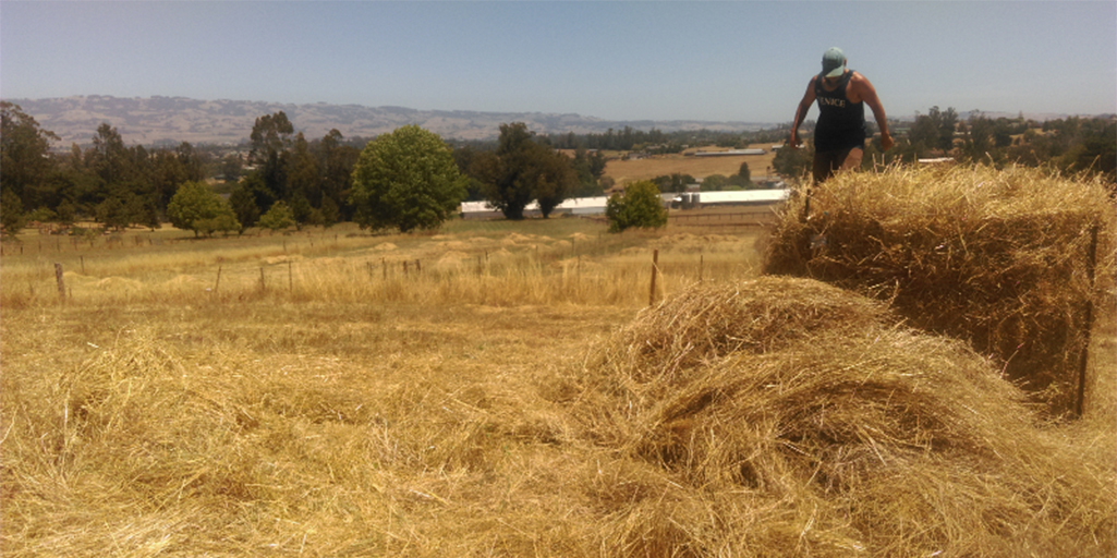 Roy doing some Old-Wolrld Style Haying in Sonoma County, California